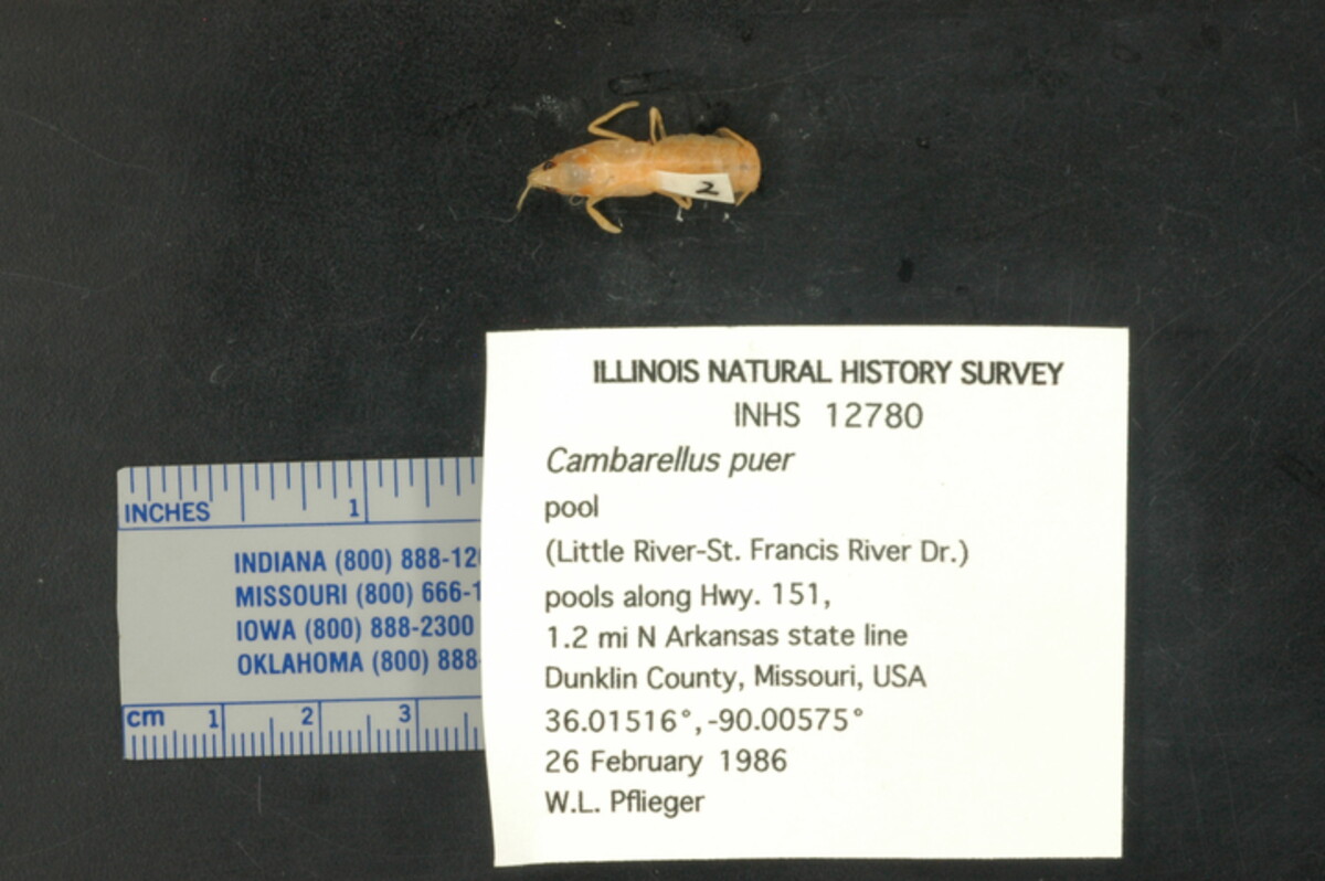 Cambarellus (Pandicambarus) image